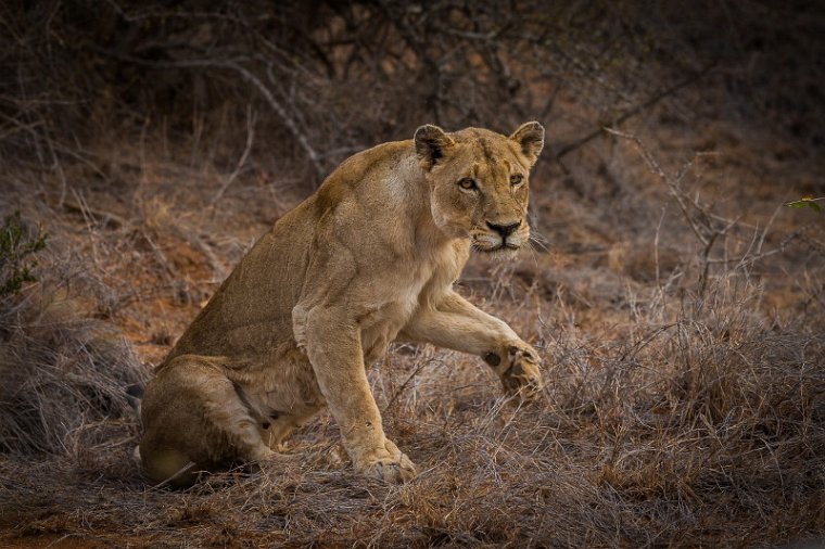 057 Tshukudu Private Game Reserve, leeuw.jpg